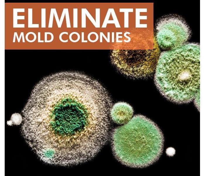 Mold colonies