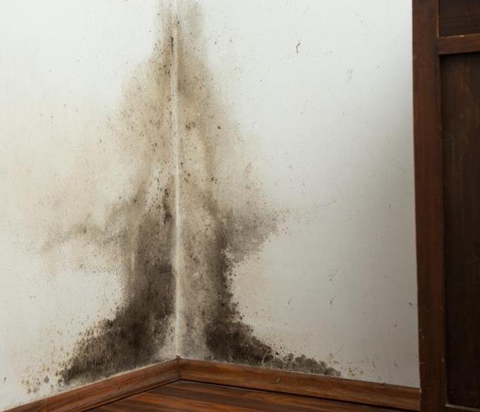 mold damage wall